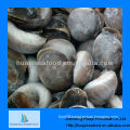 Fresh frozen whole moon snail